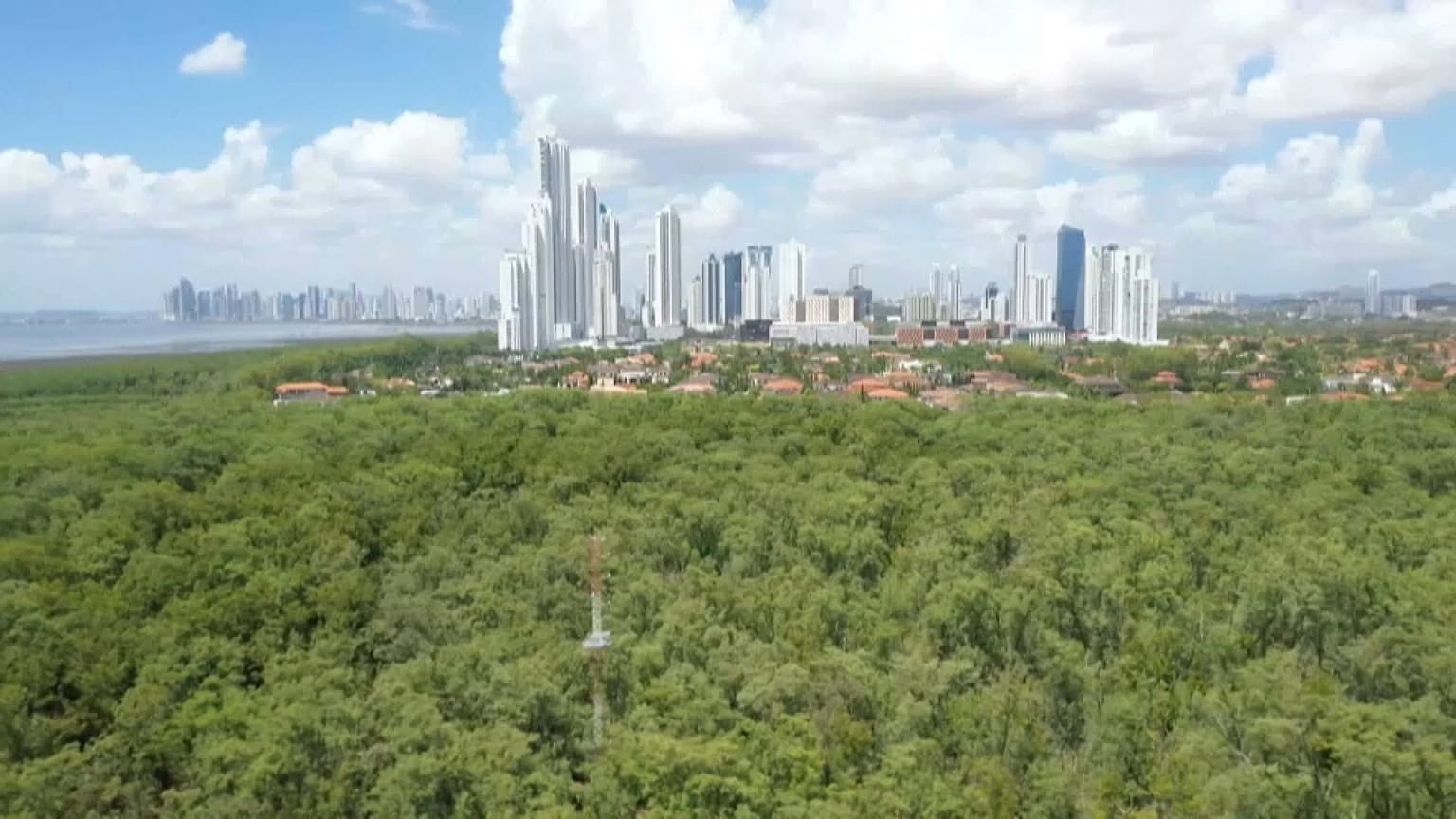 Manglares a pocos kilómetros de los rascacielos de Ciudad de Panamá