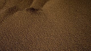 L'Ukraine est le 5e producteur de blé au monde 