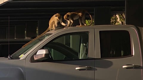 About 40 small vervet monkeys live in a mangrove preserve next to Fort Lauderdale's international airport.