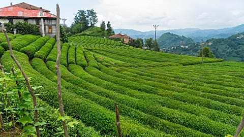 Tea plantation, Turkey
