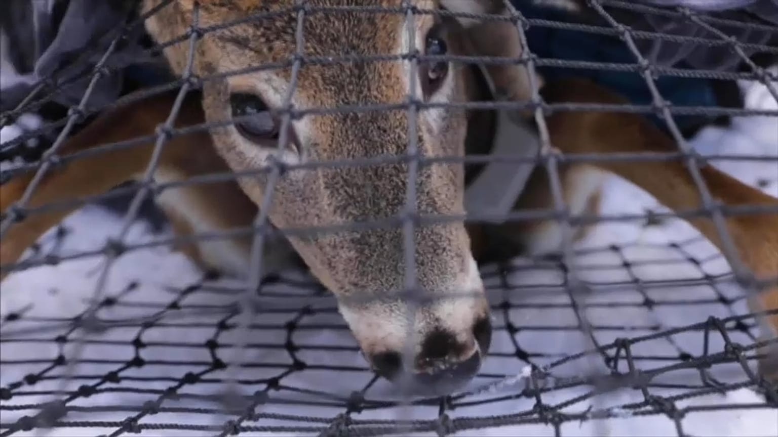 Forscher im Grand Portage Reservat im US-Staat Minnesota testen Wildtiere wie Rehe, Elche, Bären und Wölfe auf Covid-19.