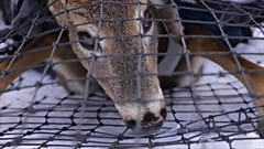 Forscher im Grand Portage Reservat im US-Staat Minnesota testen Wildtiere wie Rehe, Elche, Bären und Wölfe auf Covid-19.