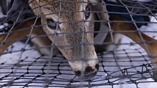 Forscher im Grand Portage Reservat im US-Staat Minnesota testen Wildtiere wie Rehe, Elche, Bären und Wölfe auf Covid-19.