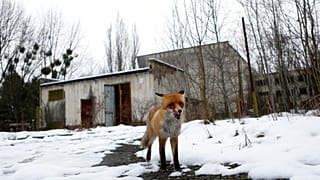 Im verlassenen Pripyat bei Tschernobyl in der Ukraine - ARCHIV