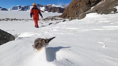 Erfrorener Antarktissturmvogel unweit der Polar-Forschungsstation in Svarthammaren, Antarktis