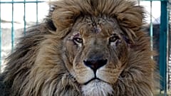 أسد ذكر يحمل اسم سيمبا في حديقة الحيوانات في رومانيا.
