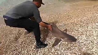 The shark was realeased in teh sea by the fisherman in Hatay, Turkey.