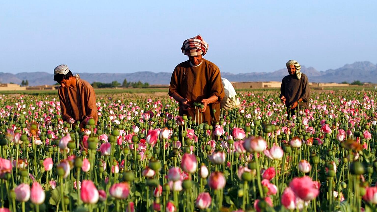 Farmers harvest raw opium at a poppy field in the Zhari district of Kandahar province, Afghanistan.