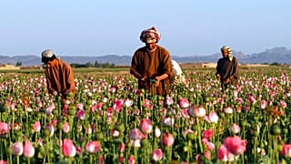 Farmers harvest raw opium at a poppy field in the Zhari district of Kandahar province, Afghanistan.