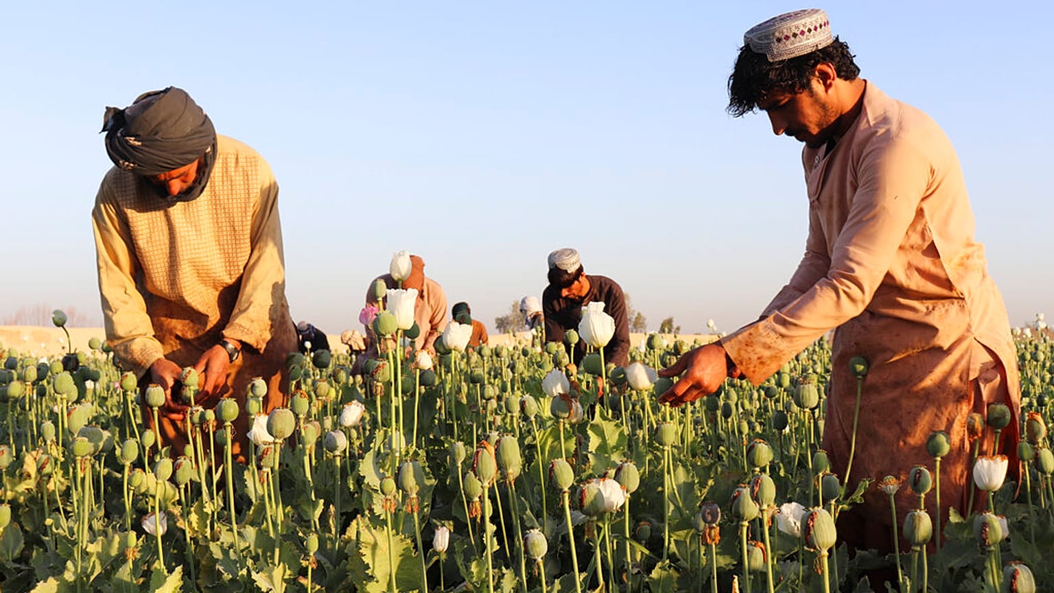 Afganistan'da afyon hasadı (Arşiv)