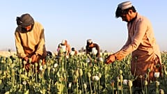 Mohnanbau in Helmand