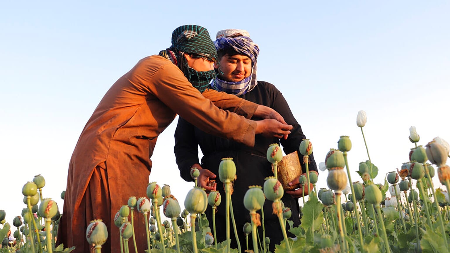 Cultivateurs de pavot du Helmand, le 1er avril 2022