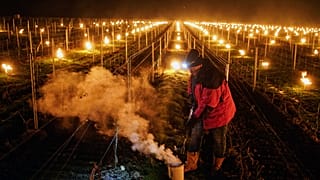 Un vigneron de la région du Jura, en France, tente de protéger ses vignes du gel à l'aide de feux, 4 Avril 2022