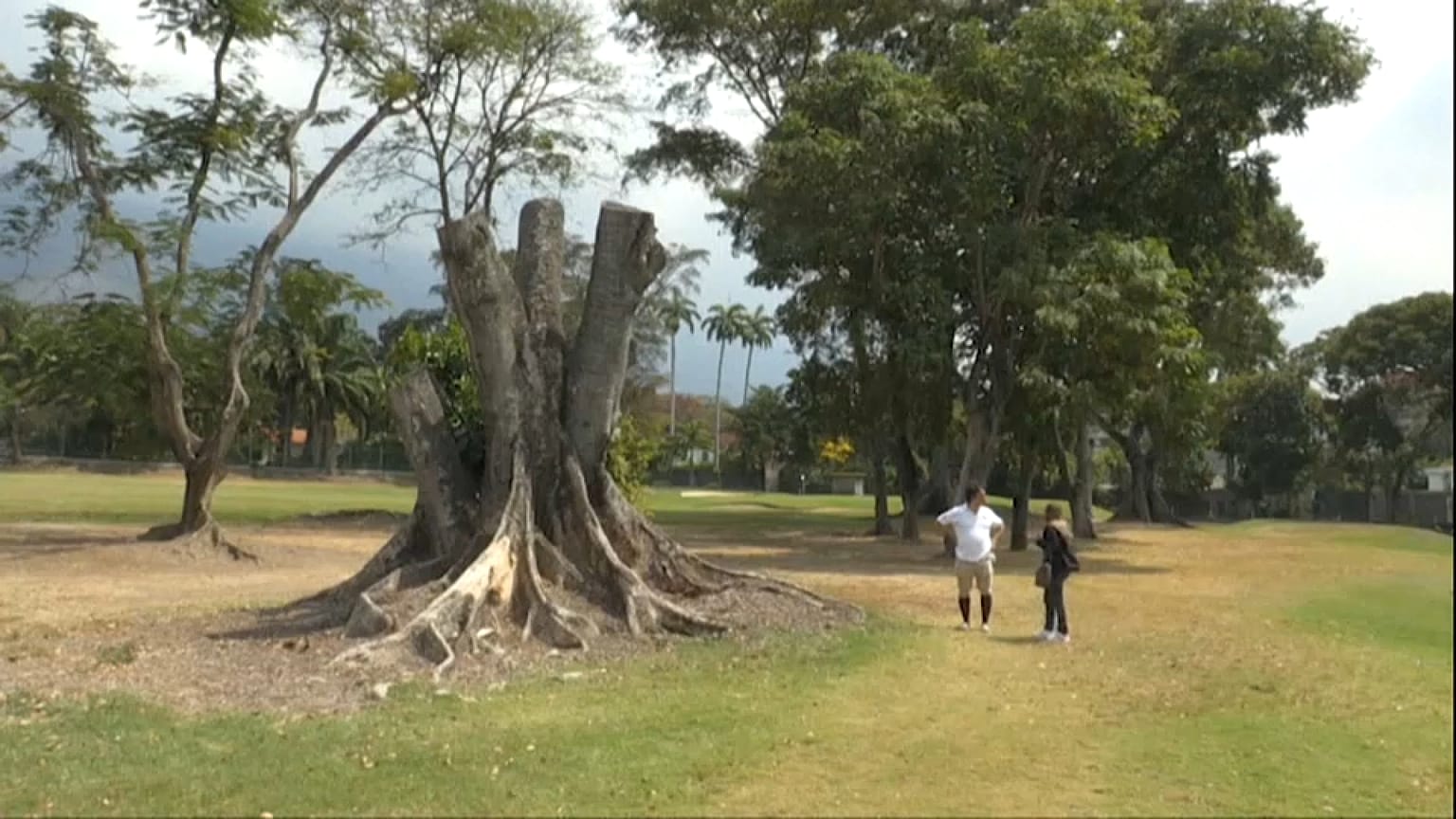 Lo que queda de un mijao, un a´rbol tropical de 40 metros de altura, que se encontraba en el Country Club de Caracas. 