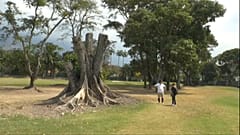 Lo que queda de un mijao, un a´rbol tropical de 40 metros de altura, que se encontraba en el Country Club de Caracas. 