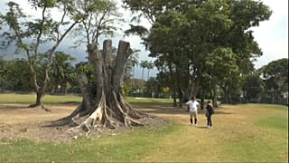 Lo que queda de un mijao, un a´rbol tropical de 40 metros de altura, que se encontraba en el Country Club de Caracas.