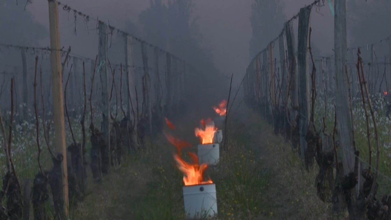 "Candles" preserve Saint-Emilion vines as cold spell hits France