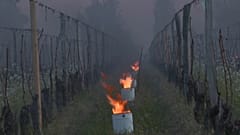 "Candles" preserve Saint-Emilion vines as cold spell hits France
