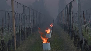 "Candles" preserve Saint-Emilion vines as cold spell hits France