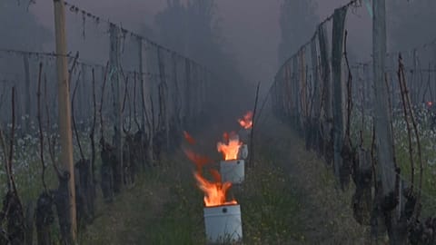 "Candles" preserve Saint-Emilion vines as cold spell hits France