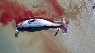 Vista aérea de una ballena varada