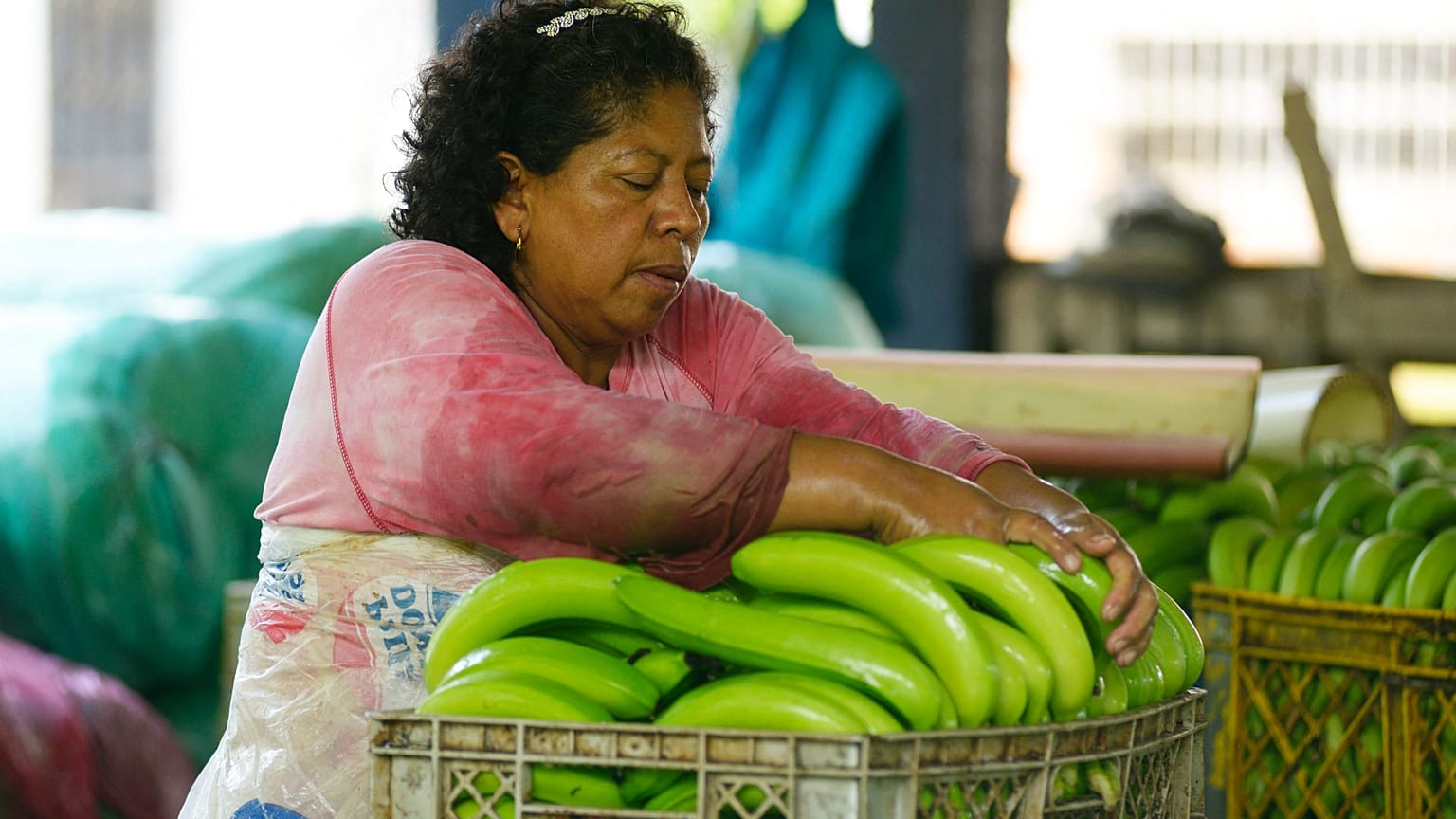 The war in Ukraine has dealt a heavy blow to Ecuadorian banana trade
