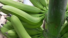 Banane dell'Ecuador. 