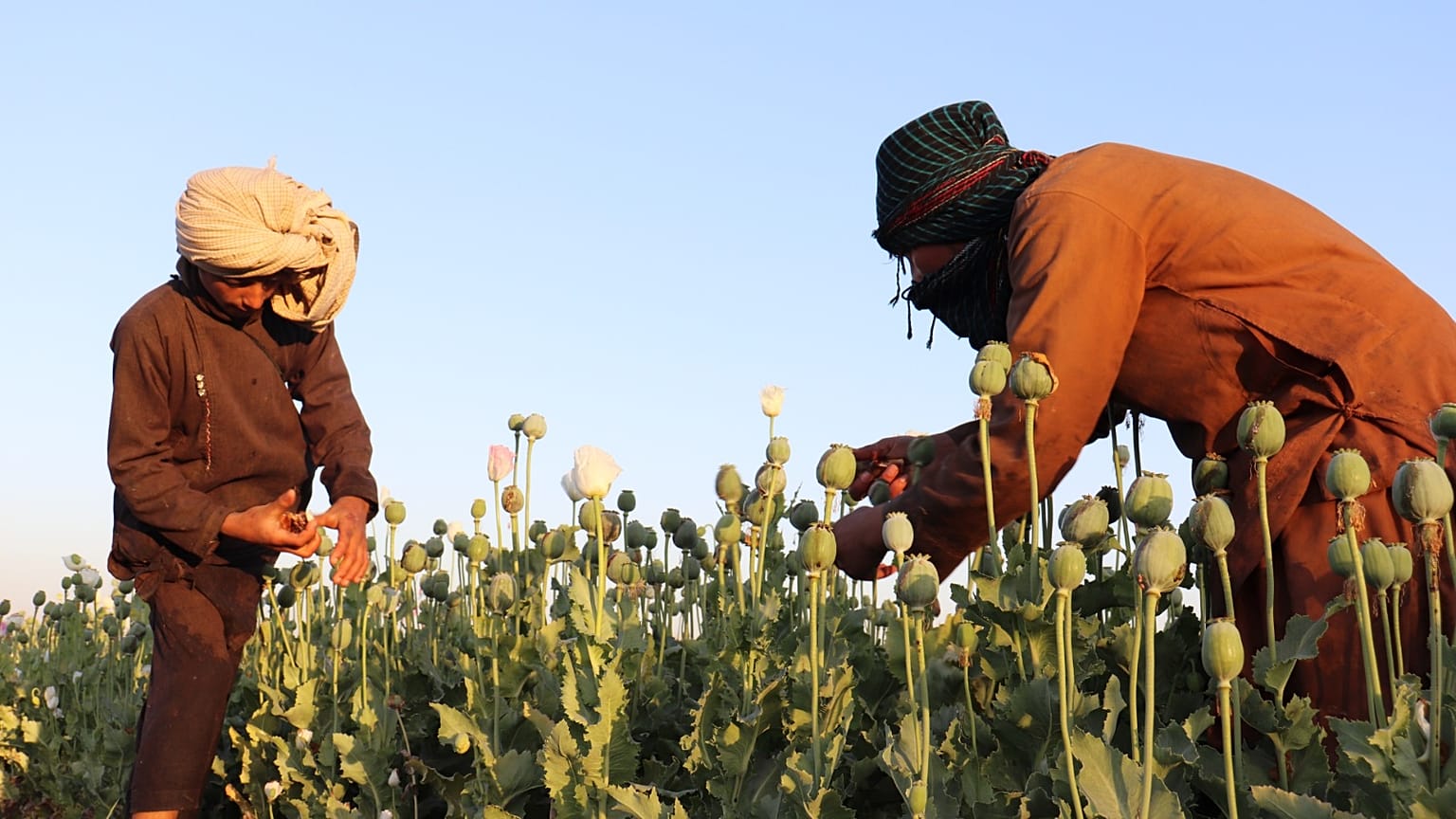 Culture du pavot en Afghanistan.