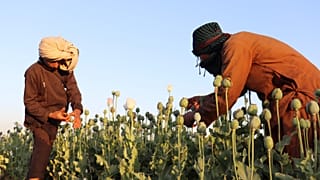 Culture du pavot en Afghanistan.