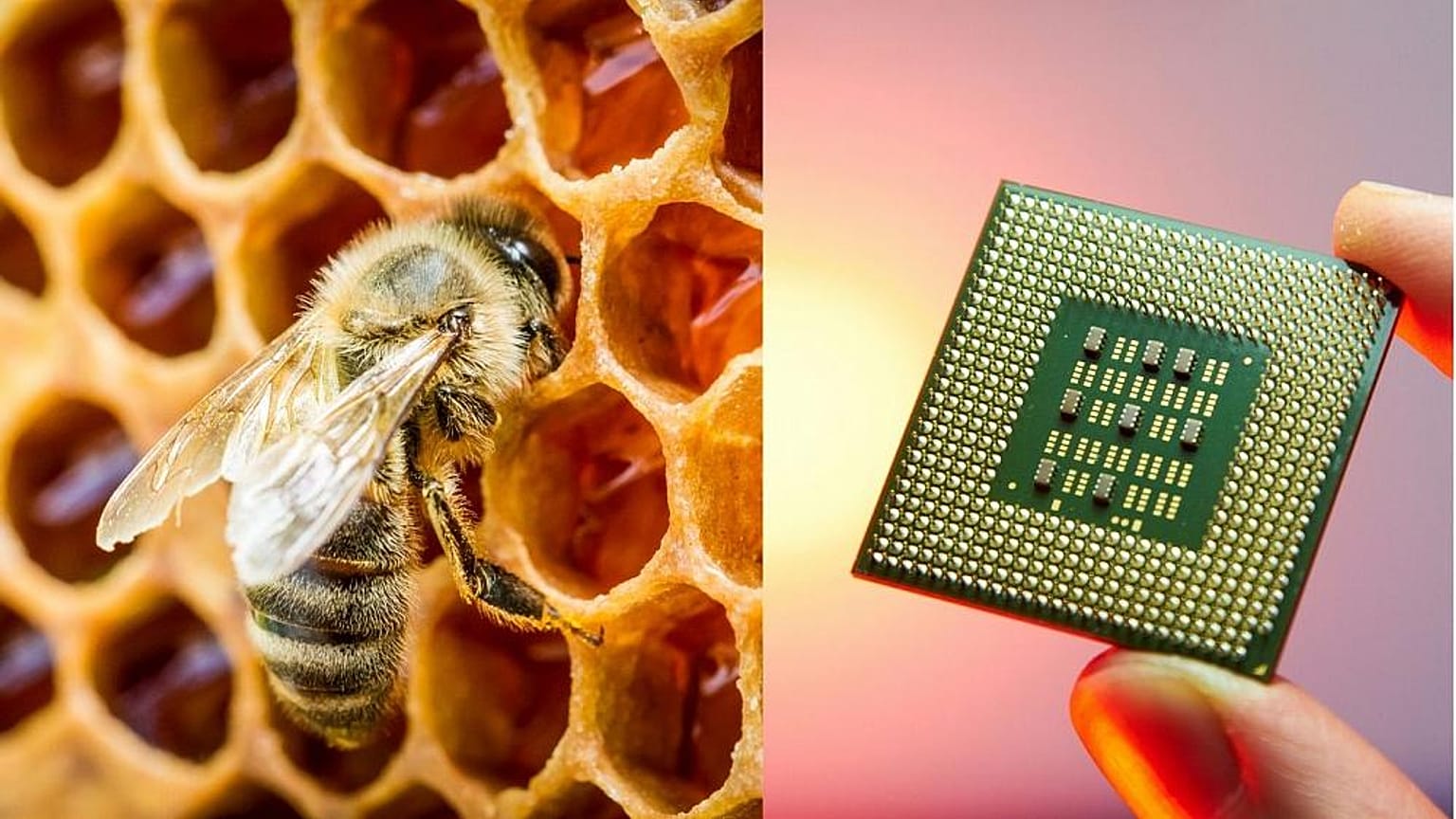 Gli scienziati stanno elaborando piani ad alta tecnologia per utilizzare il miele.