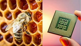 Gli scienziati stanno elaborando piani ad alta tecnologia per utilizzare il miele.