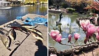 A városligeti tóban történt mérgezés a margitszigeti halakat is megölte