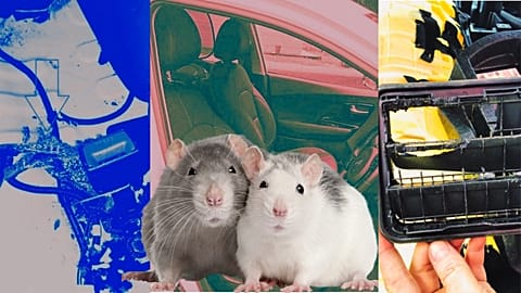 Rodents have devoured Samil Sanal's electric car, causing more than €5,000 in damage that neither the car's warranty nor his insurance will cover.