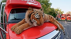 Bengal kaplanı