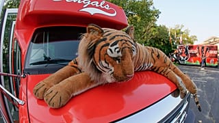 Bengal kaplanı