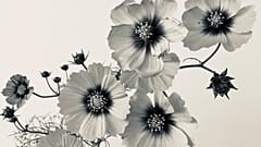 Cosmos bipinnatus by Libby Ellis. RHS Botanical Art and Photography Show 2022