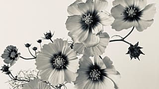 Cosmos bipinnatus by Libby Ellis. RHS Botanical Art and Photography Show 2022