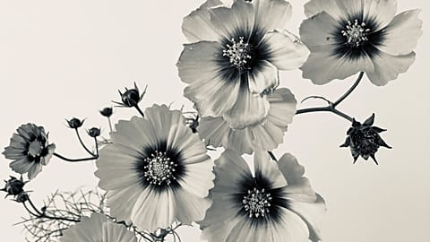 Cosmos bipinnatus by Libby Ellis. RHS Botanical Art and Photography Show 2022