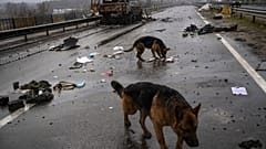 Unos perros buscan comida cerca del cadáver de un soldado ruso en Bucha, Ucrania, el 3 de abril de 2022. (