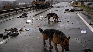 Unos perros buscan comida cerca del cadáver de un soldado ruso en Bucha, Ucrania, el 3 de abril de 2022. (