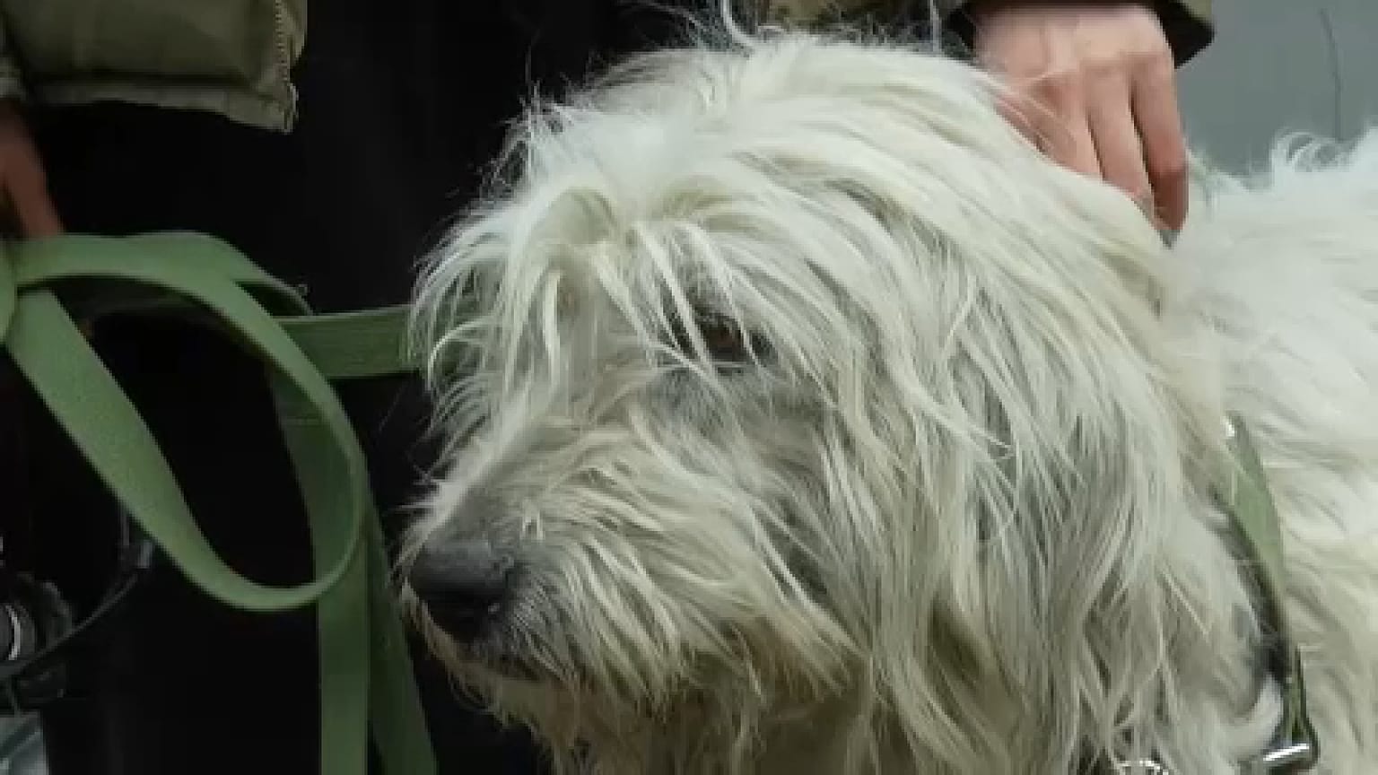 Clínica de Kiev recolhe animais abandonados