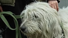 Clínica de Kiev recolhe animais abandonados