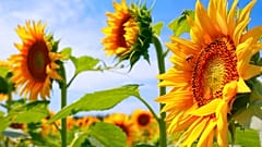 Sonnenblumen so teuer wie nie