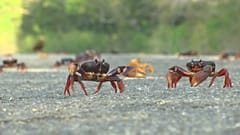 Cangrejos en las carreteras de Cuba durante su periodo de migración para reproducirse