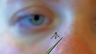 US-Biologe untersucht eine Mücke in Salt Lake City (August 2019)