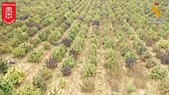 Toma aérea de una plantación de cannabis, 13/4/2022, Navarra, España