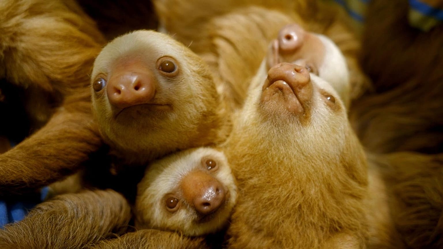 Baby sloths are cared for at the Jaguar Rescue Center in Costa Rica.