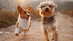 There is a growing movement promoting vegan dog diets
