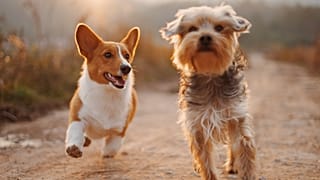There is a growing movement promoting vegan dog diets