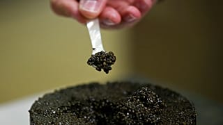 Чёрная икра